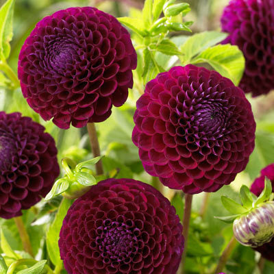 Dahlia Pompom - Downham Royal