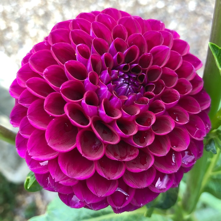 Dahlia Pompom - Downham Royal