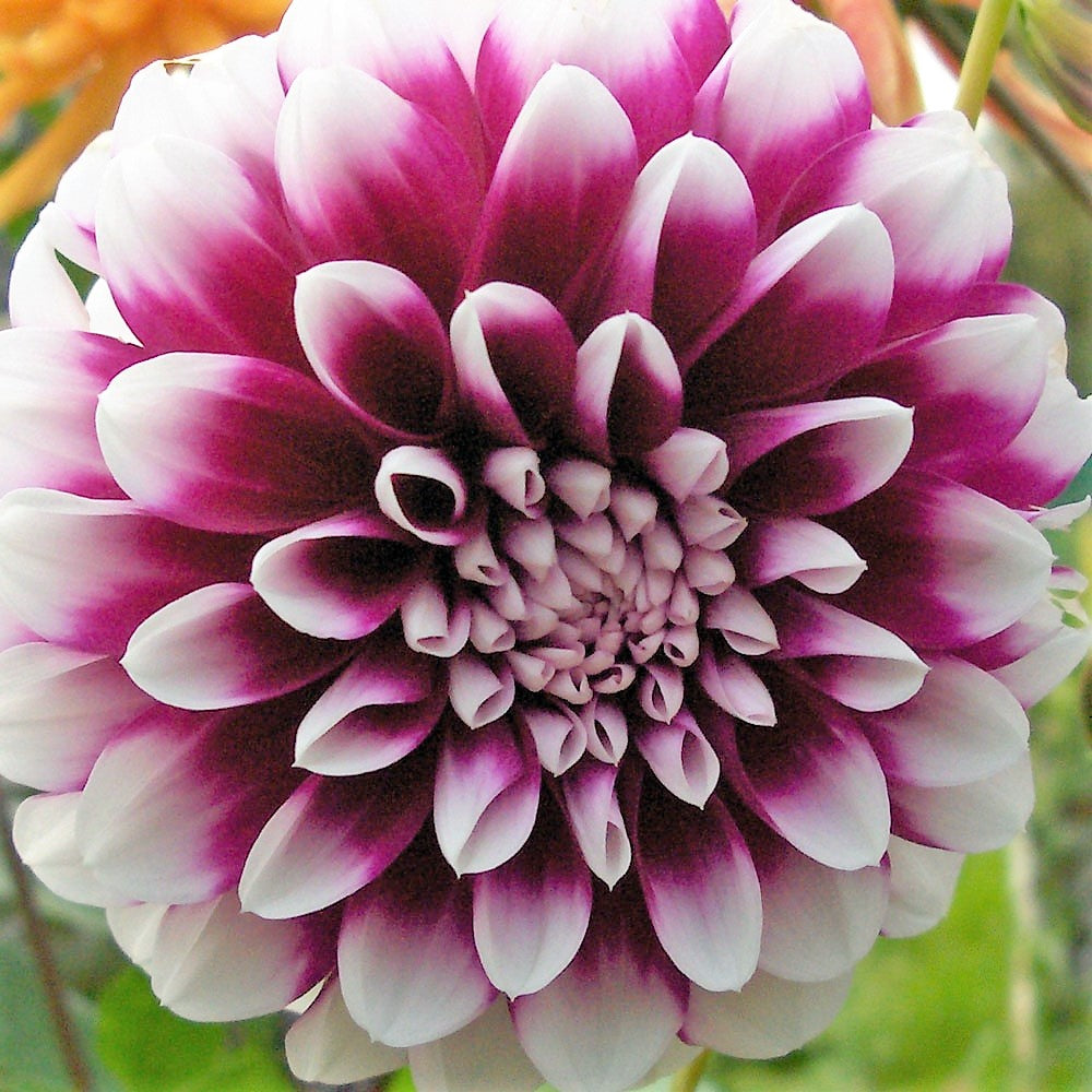 Dahlia Edinburgh