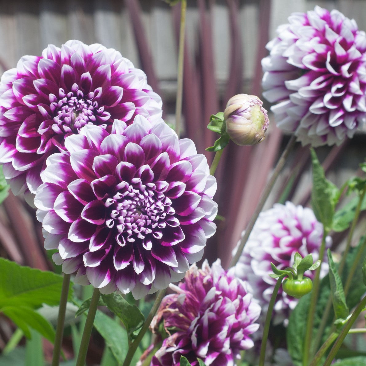 Dahlia Edinburgh