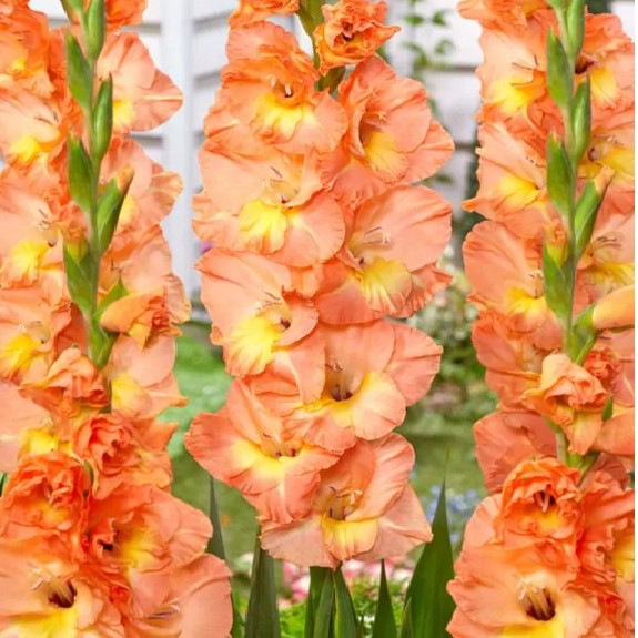 Gladioli - Eminence