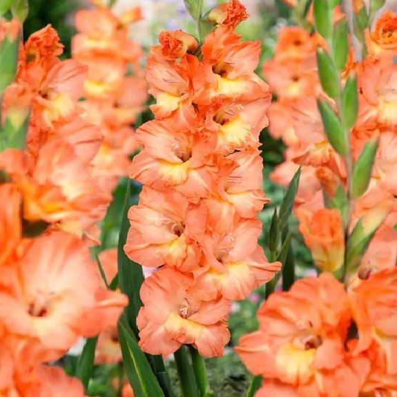 Gladioli - Eminence