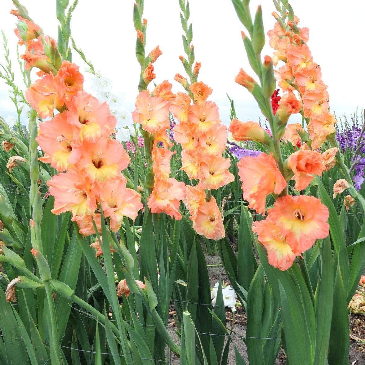 Gladioli - Eminence