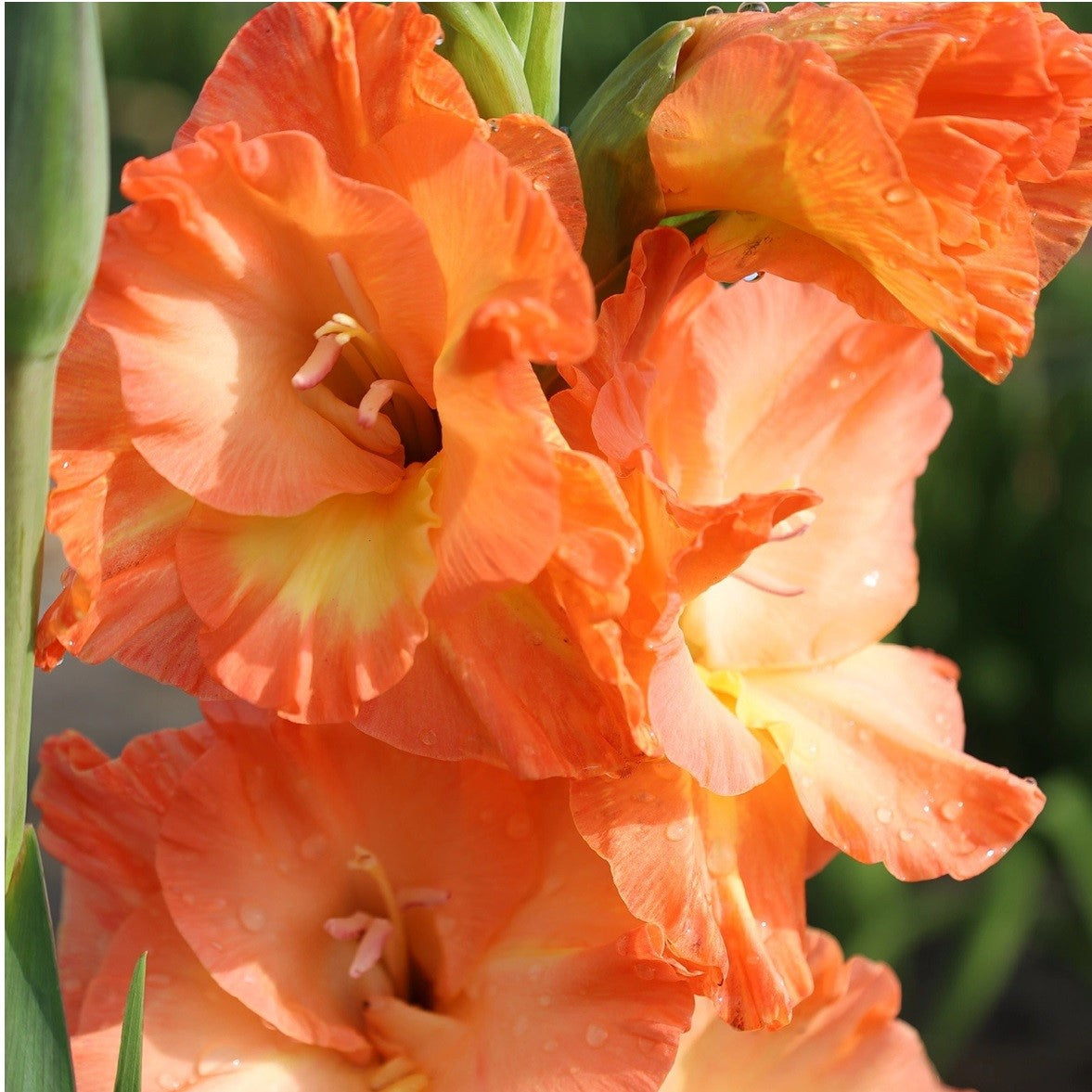 Gladioli - Eminence