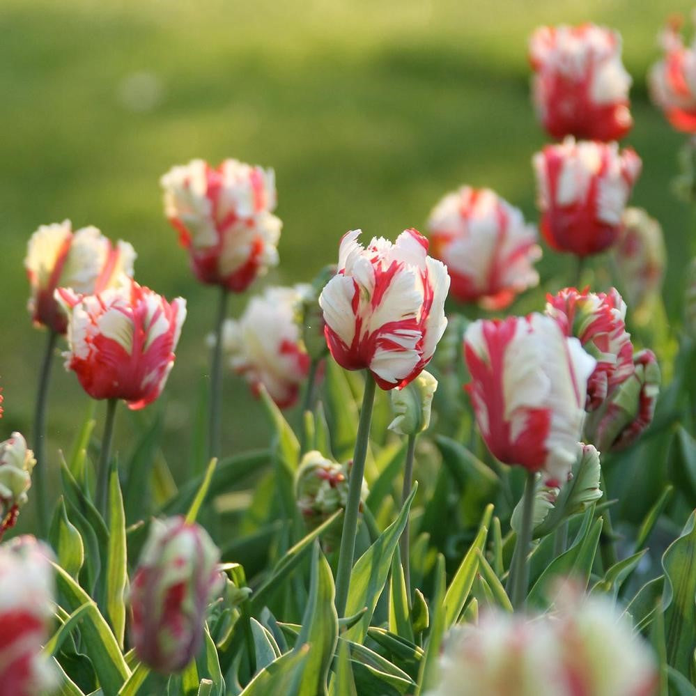 Tulip - Estella Rijnveld