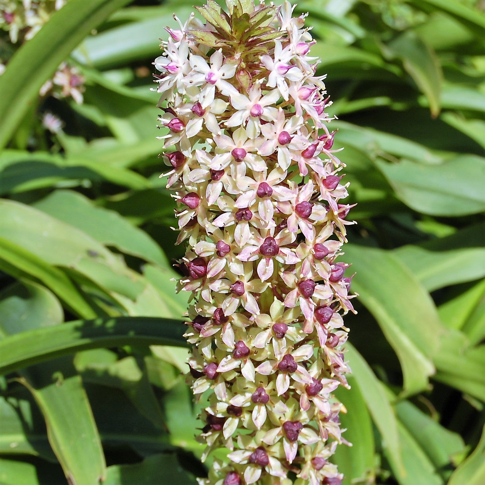 Eucomis Bicolor Humphreys Garden Eucomis bicolor humphreys garden