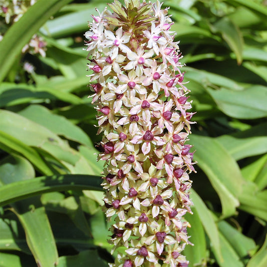 Eucomis Bicolor