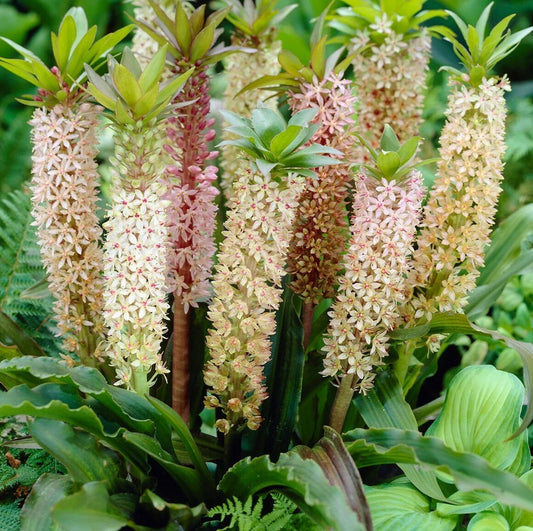 Eucomis - Comosa