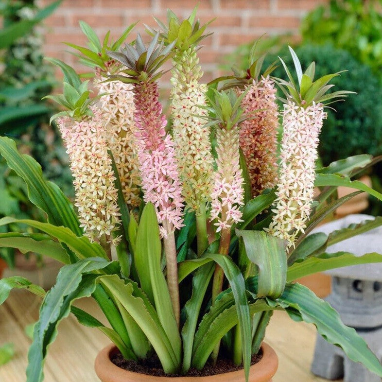 Eucomis - Comosa