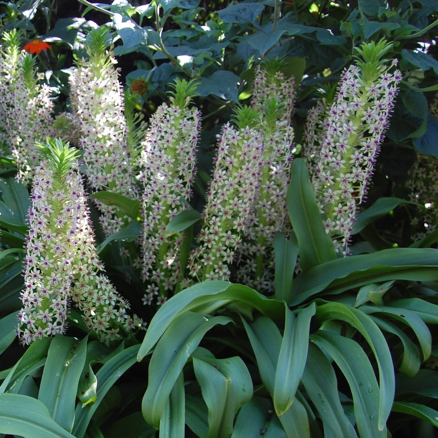 Eucomis - Comosa