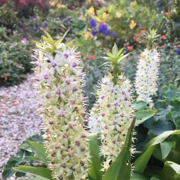 Eucomis - Comosa