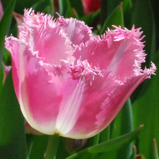 Tulip - Fancy Frills