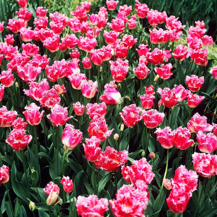 Tulip - Fancy Frills