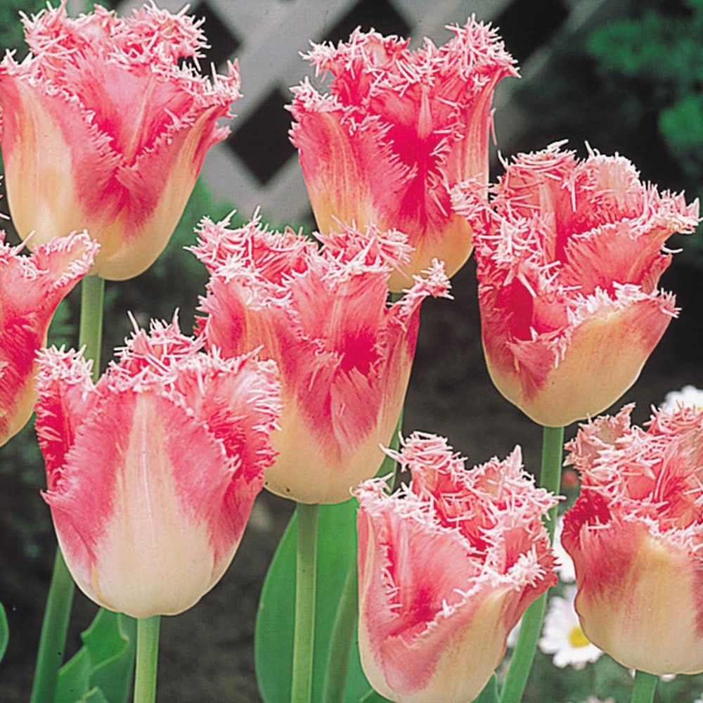 Tulip - Fancy Frills