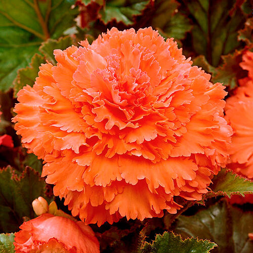 Begonia Fimbriata - Salmon