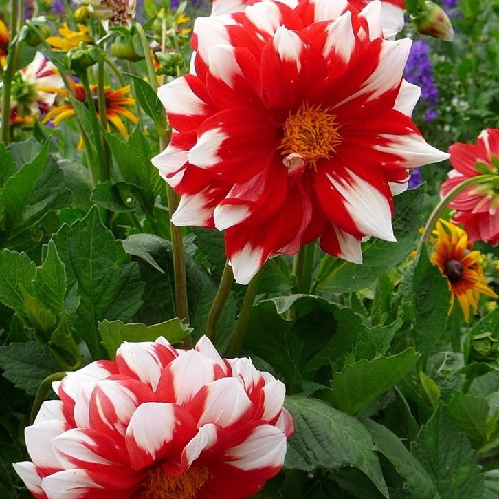 Dahlia Tri Colour - Fire and Ice