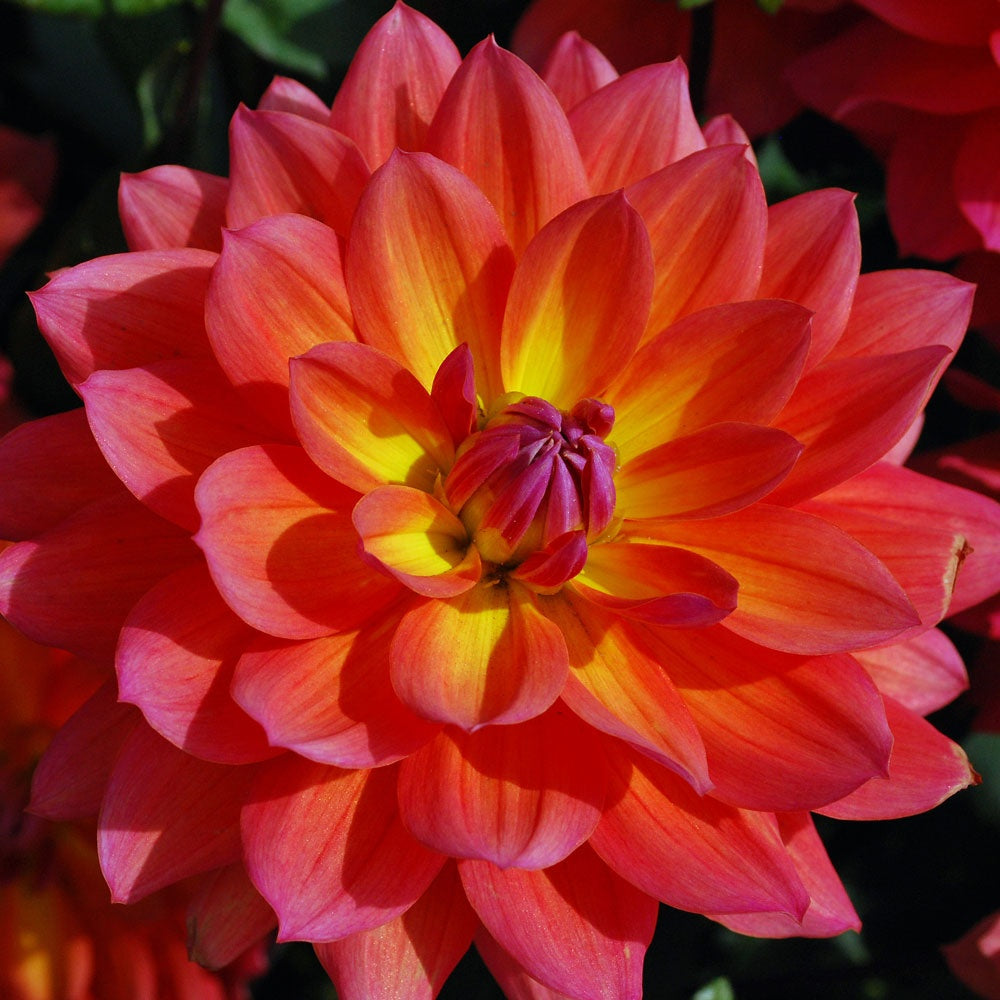 Decorative Dahlia - Firepot