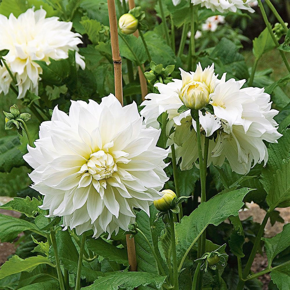 Dahlia Decorative - Fleurel