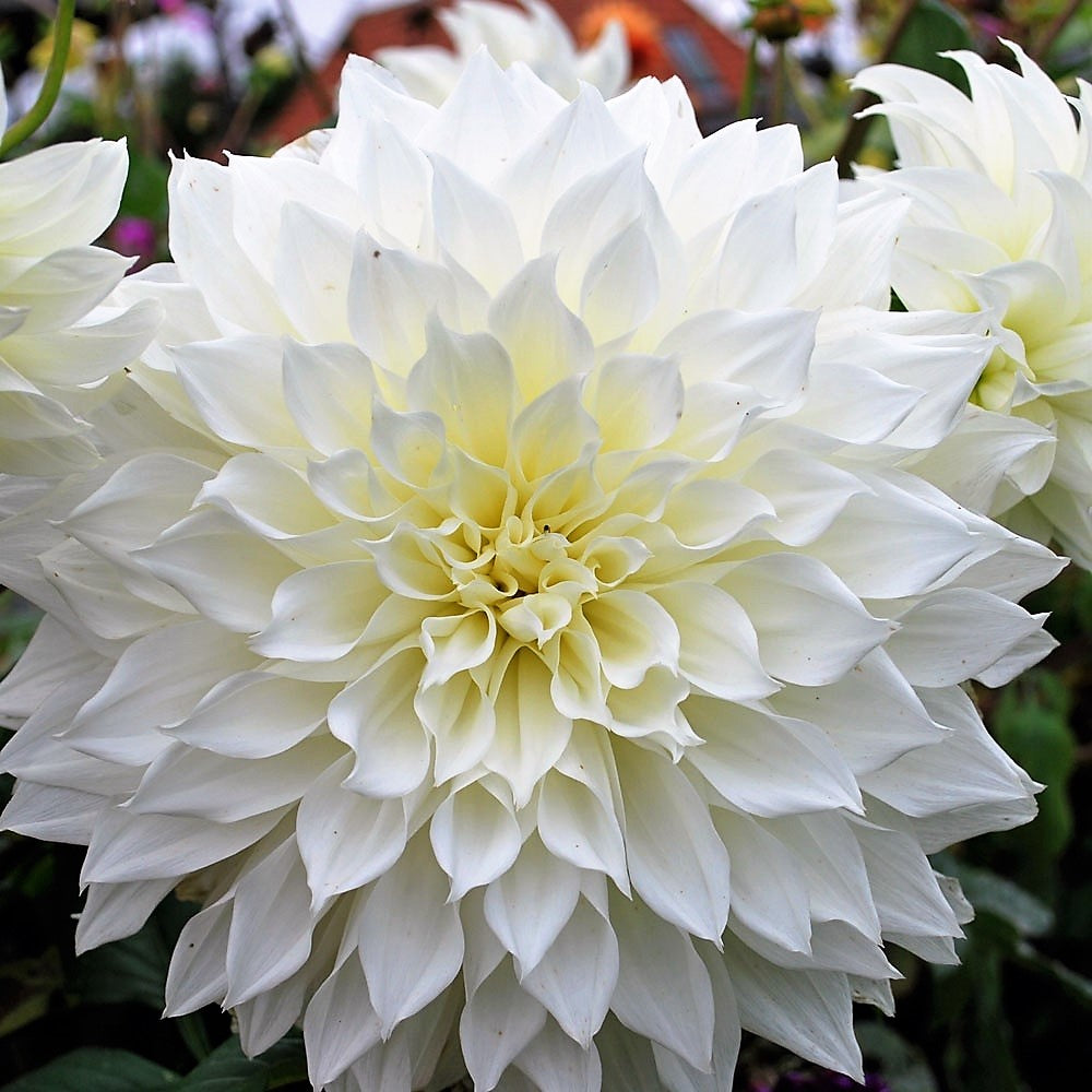 Dahlia Decorative - Fleurel