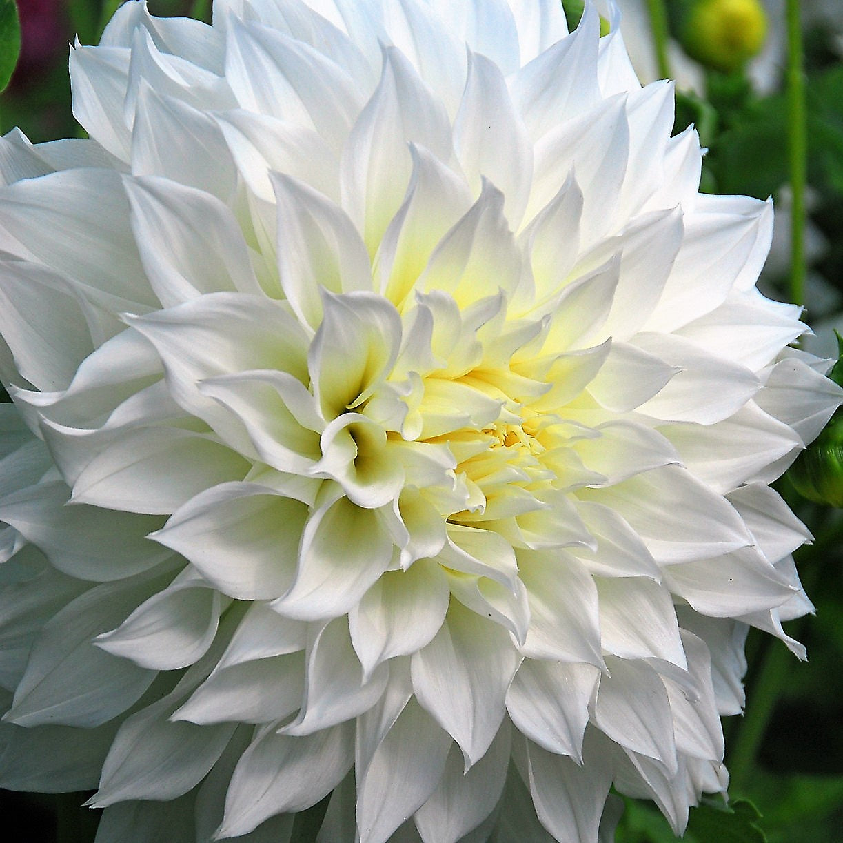 Dahlia Decorative - Fleurel