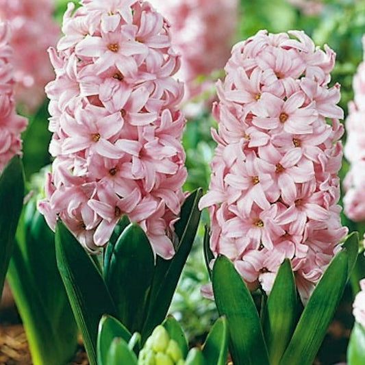Hyacinth - Fondant