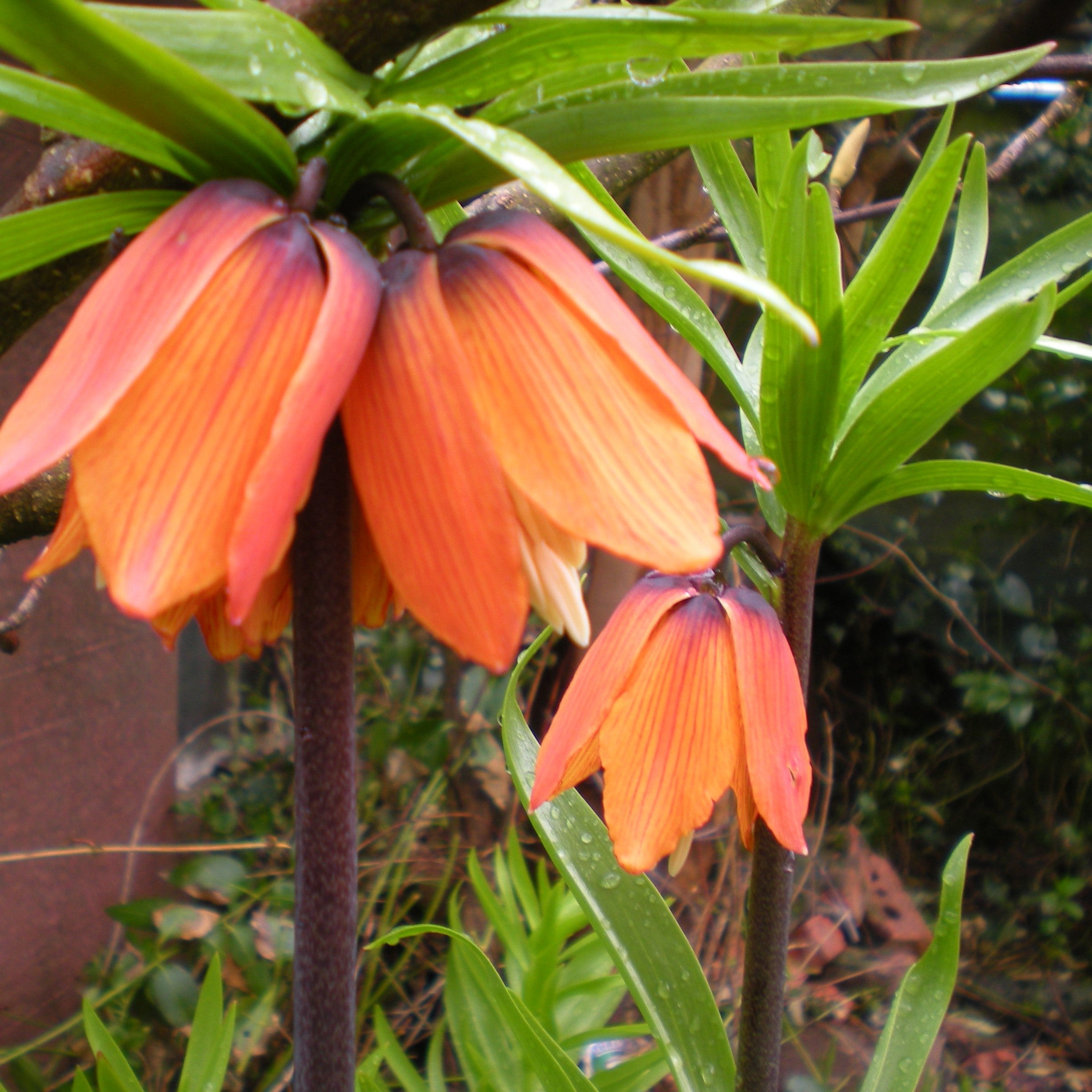 Fritillaria Crown Imperialis - Aurora – Humphreys Garden