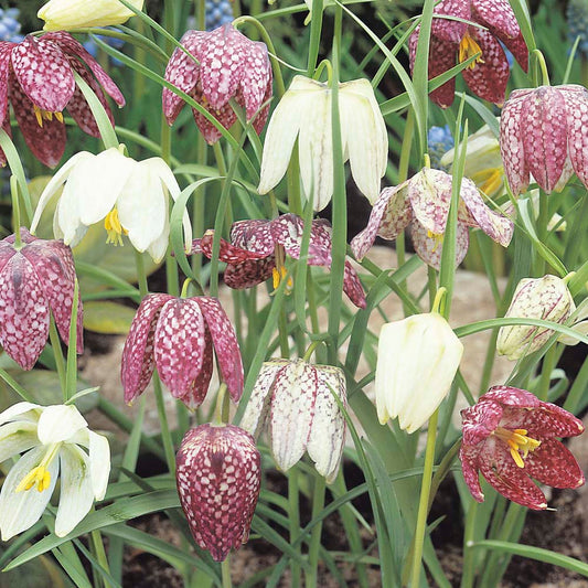 Fritillaria - Meleagris