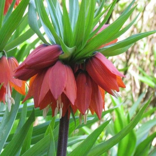 Fritillaria Crown Imperialis - Rubra