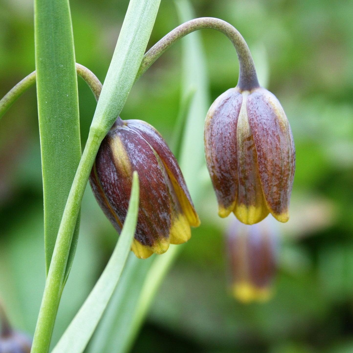 Fritillaria - Uva Vulpis