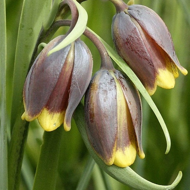 Fritillaria - Uva Vulpis