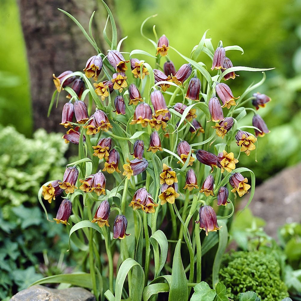 Fritillaria - Uva Vulpis