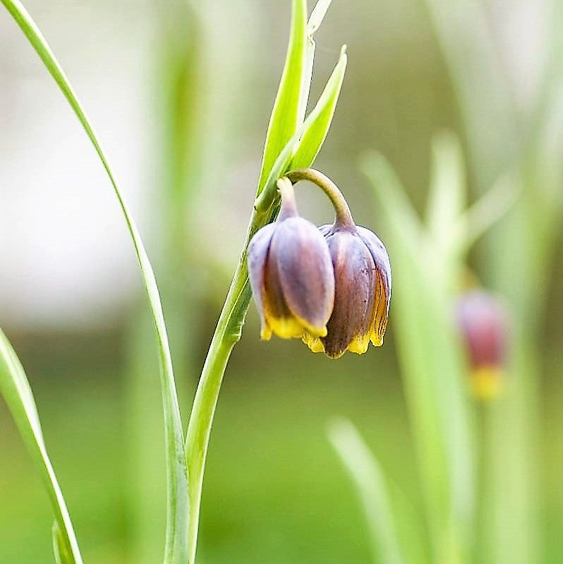 Fritillaria - Uva Vulpis