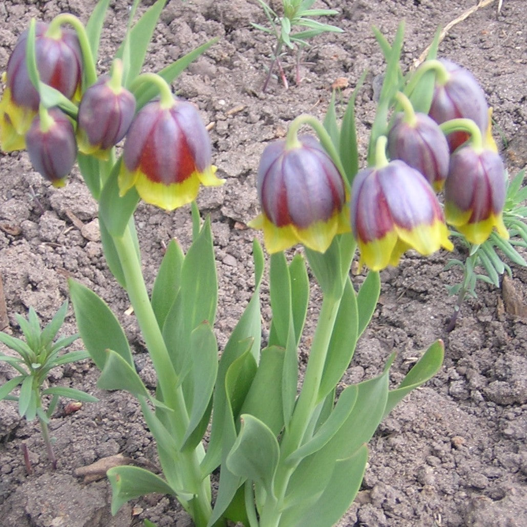 Fritillaria - Uva Vulpis