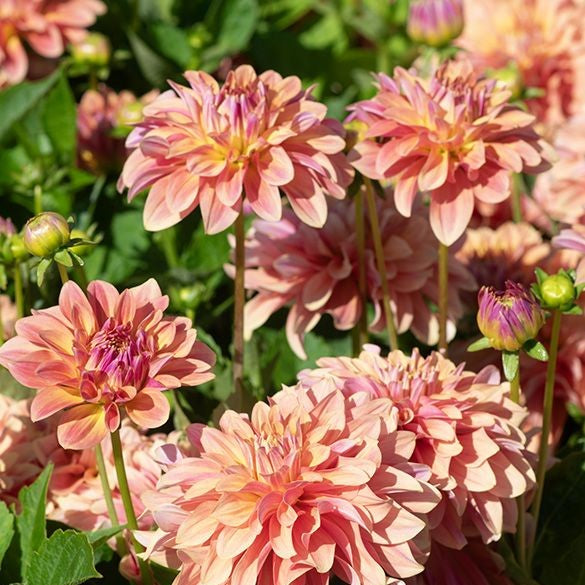 Dahlia Decorative - Garden Desire