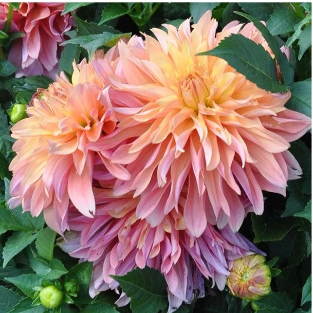 Dahlia Decorative - Garden Desire