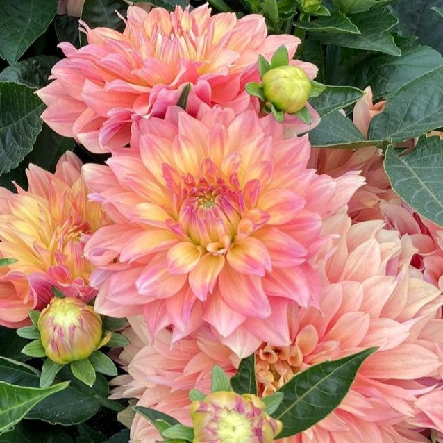 Dahlia Decorative - Garden Desire