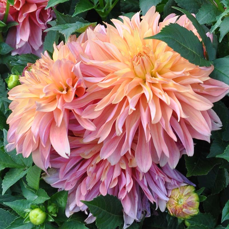 Dahlia Decorative - Garden Desire