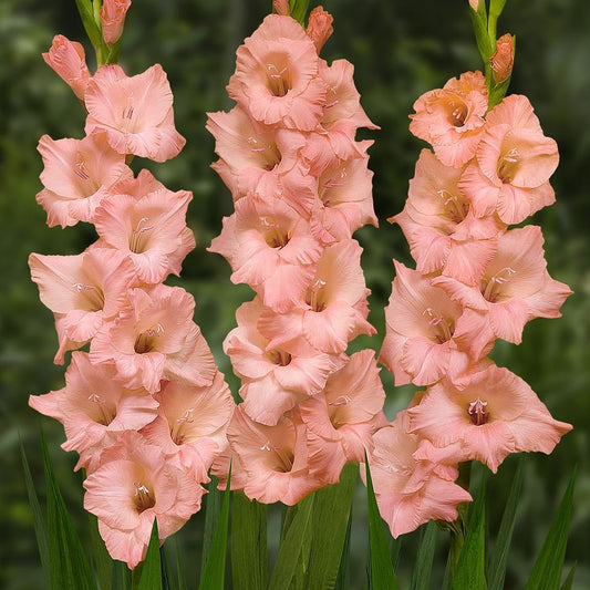 Gladioli - Georgia Peach