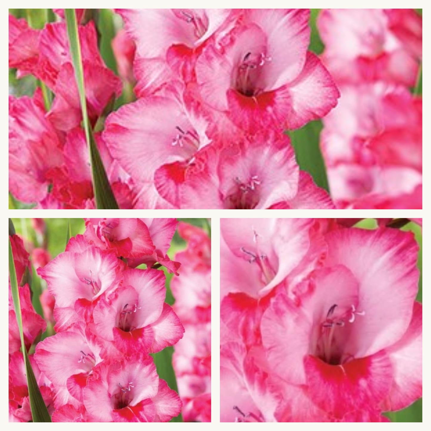 Gladioli - Pink