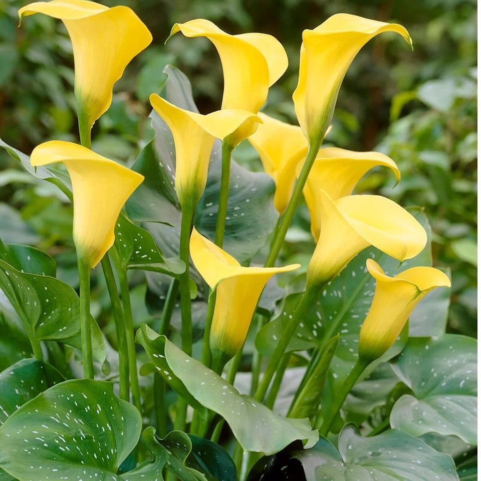 Zantedeschia - Gold Label