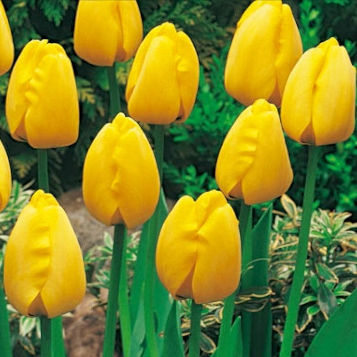 Tulip Apeldoorn Collection