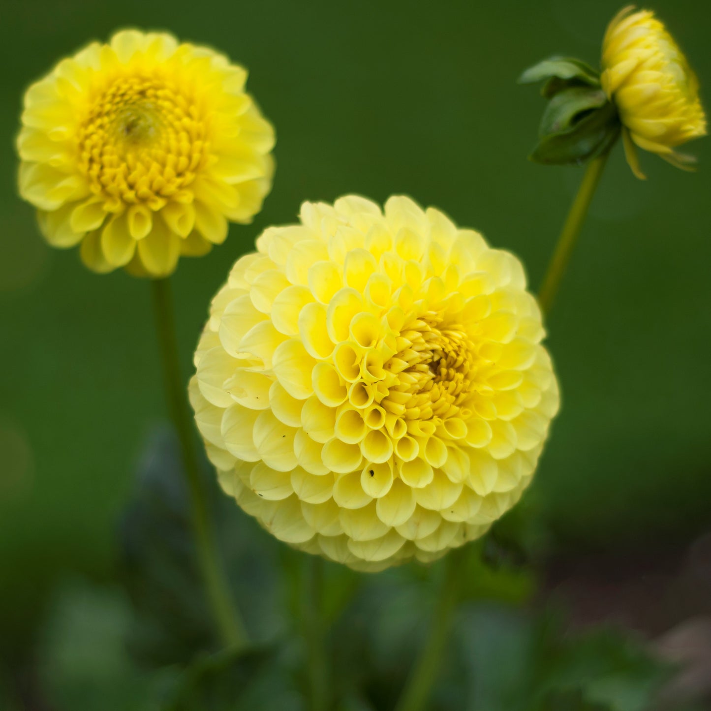 Dahlia Pompom - Golden Torch