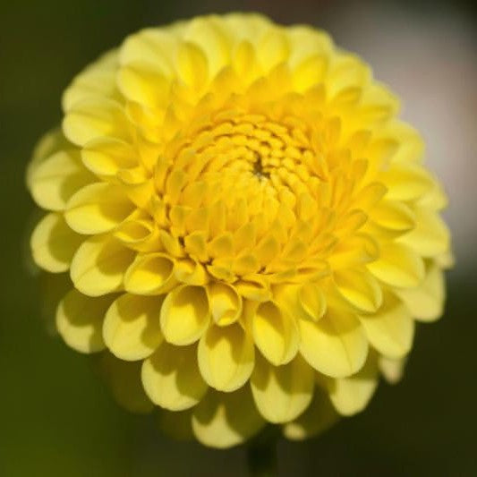 Dahlia Pompom - Golden Torch