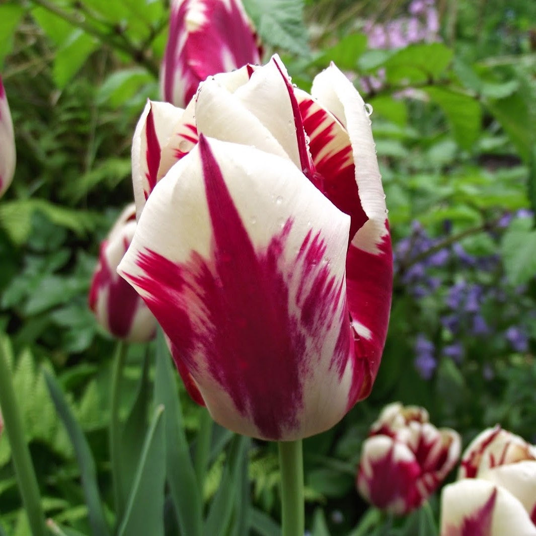 Tulip - Grand Perfection