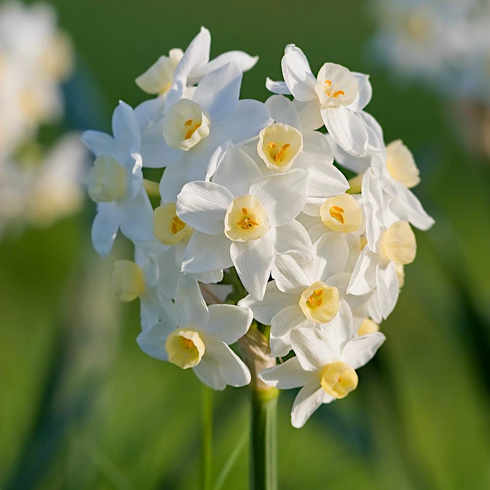Daffodil - Grand Primo