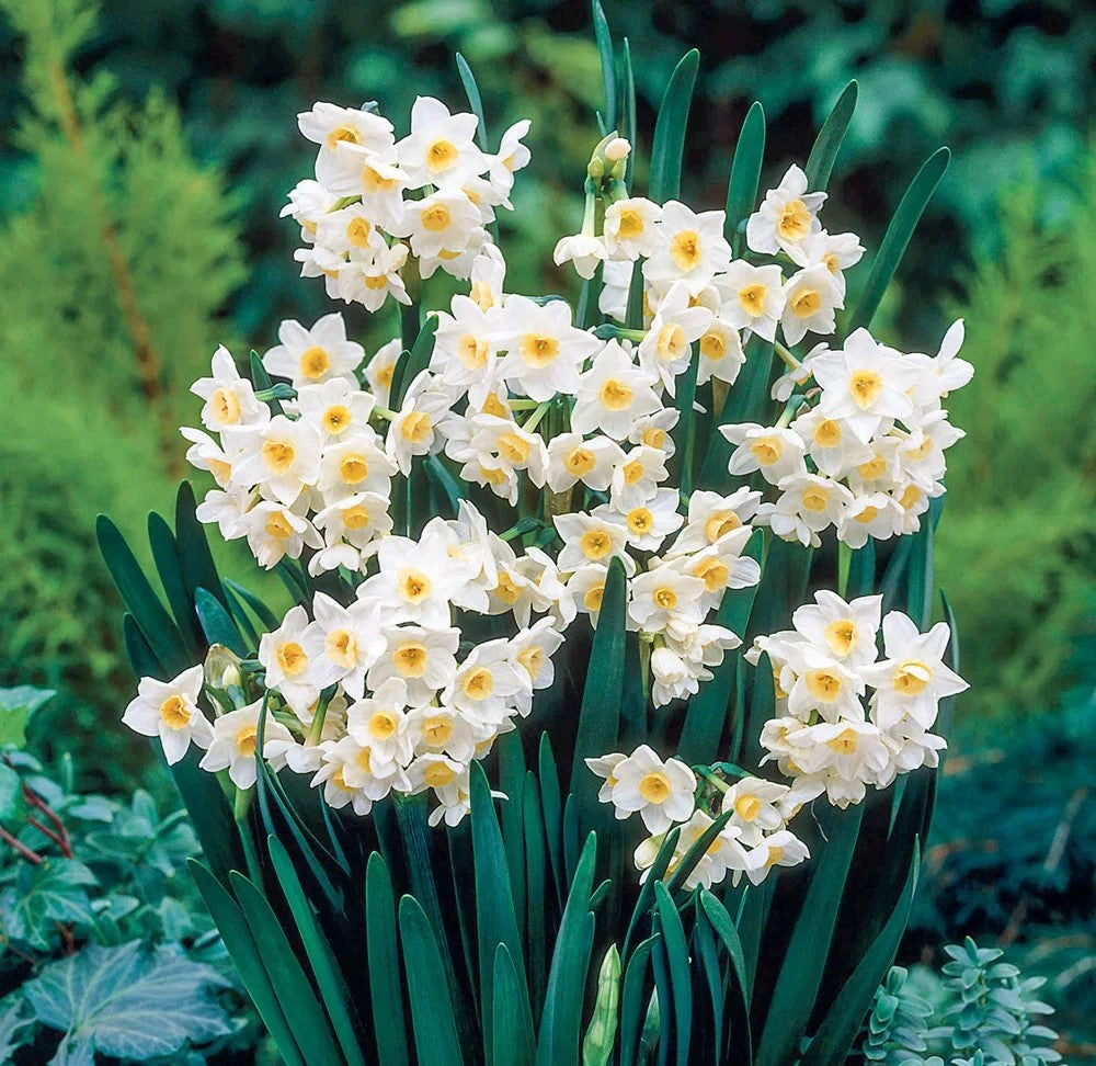 Daffodil - Grand Primo