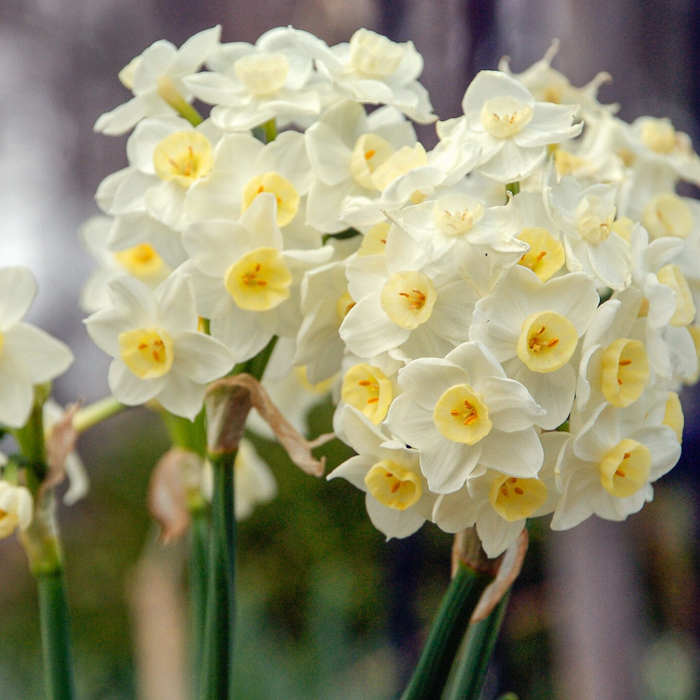 Daffodil - Grand Primo