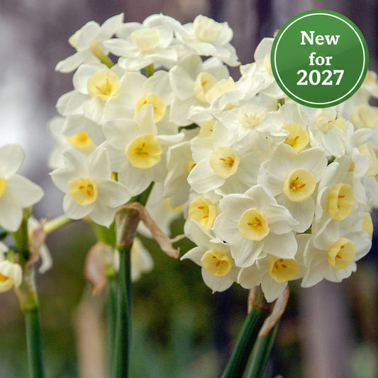 Daffodil - Grand Primo