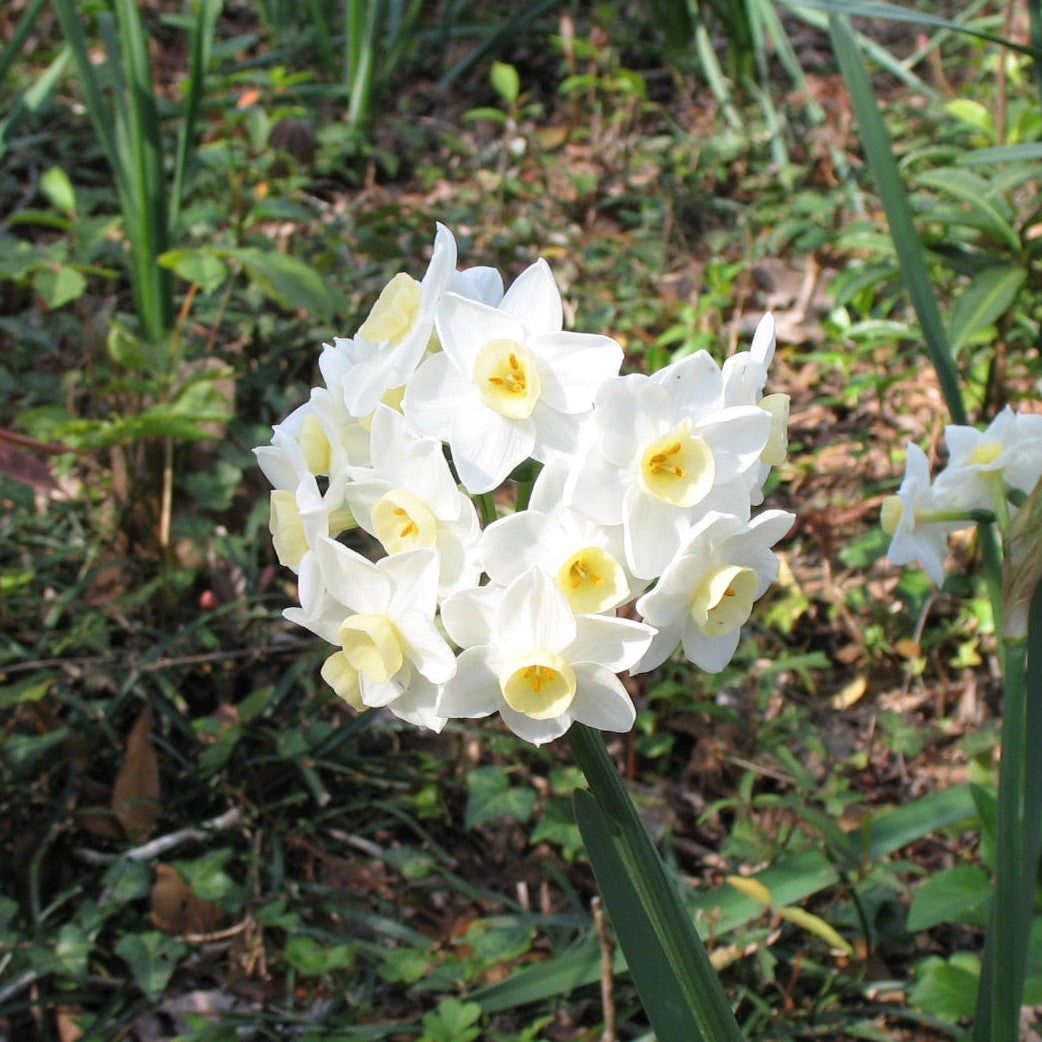 Daffodil - Grand Primo