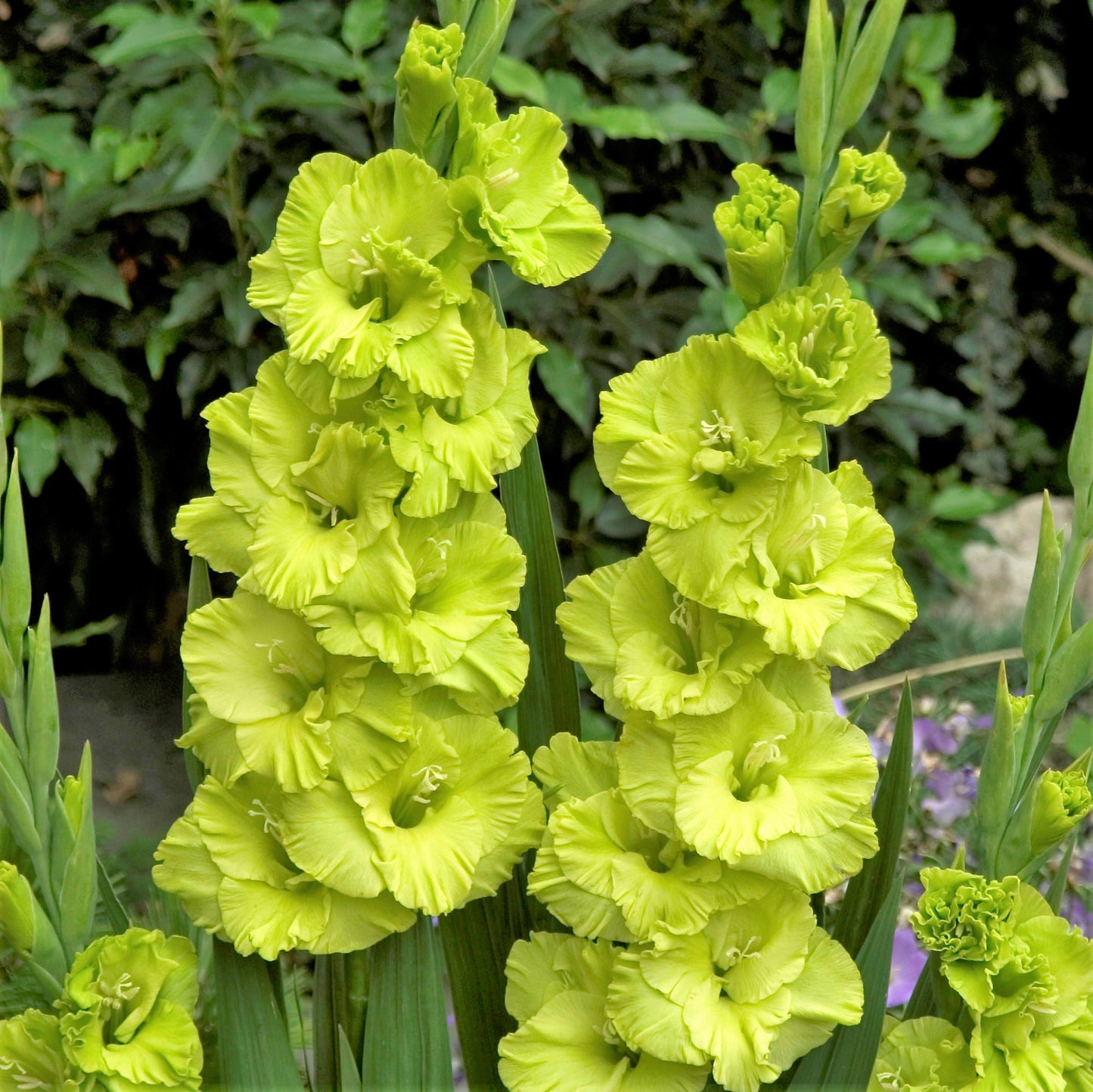 Gladioli Large Flowering - Green Star